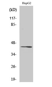 Fig. Western Blot analysis of various cells using Rag C Polyclonal Antibody.