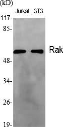 Fig. Western Blot analysis of various cells using Rak Polyclonal Antibody.