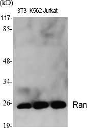 Fig. Western Blot analysis of various cells using Ran Polyclonal Antibody diluted at 1:2000.