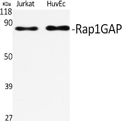 Fig.1. Western Blot analysis of various cells using Rap1GAP Polyclonal Antibody.