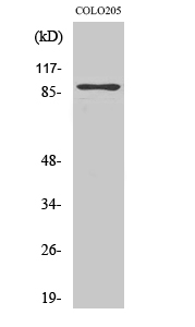 Fig.2. Western Blot analysis of COLO205 cells using Rap1GAP Polyclonal Antibody.