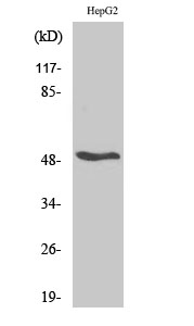 Fig. Western Blot analysis of various cells using RARβ Polyclonal Antibody.
