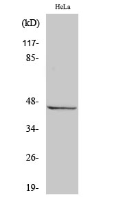 Fig. Western Blot analysis of various cells using RASSF6 Polyclonal Antibody.
