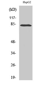 Fig. Western Blot analysis of various cells using RBAK Polyclonal Antibody.