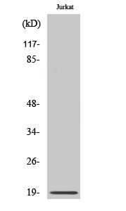 Fig. Western Blot analysis of various cells using RCL Polyclonal Antibody.