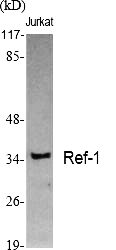 Fig.1. Western Blot analysis of various cells using Ref-1 Polyclonal Antibody diluted at 1:2000.