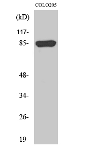 Fig. Western Blot analysis of various cells using REP-2 Polyclonal Antibody diluted at 1:1000.