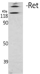 Fig. Western Blot analysis of various cells using Ret Polyclonal Antibody.
