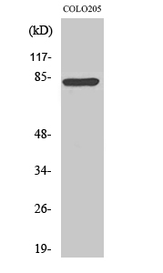 Fig. Western Blot analysis of various cells using RFX3 Polyclonal Antibody.