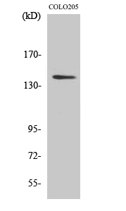 Fig. Western Blot analysis of various cells using RGAG1 Polyclonal Antibody.