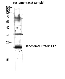 Fig.2. Western Blot analysis of customer's (cat sample) using Ribosomal Protein L17 Polyclonal Antibody diluted at 1:2000.