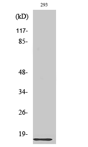 Fig. Western Blot analysis of various cells using Ribosomal Protein L35 Polyclonal Antibody diluted at 1:2000.