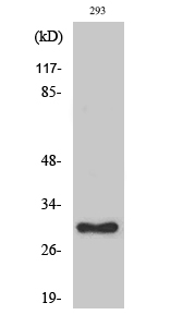 Fig.1. Western Blot analysis of various cells using Ribosomal Protein L7 Polyclonal Antibody diluted at 1:2000.