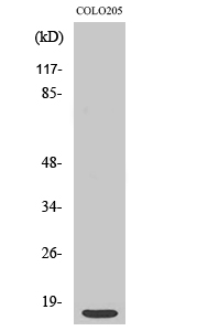 Fig. Western Blot analysis of various cells using Ribosomal Protein S12 Polyclonal Antibody.