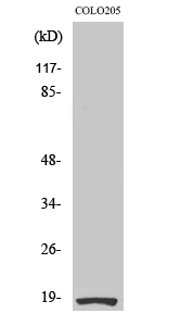 Fig. Western Blot analysis of various cells using Ribosomal Protein S27L Polyclonal Antibody.