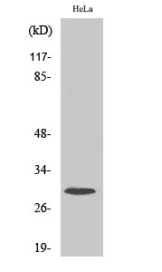 Fig.1. Western Blot analysis of various cells using Ribosomal Protein S4X Polyclonal Antibody diluted at 1:1000.