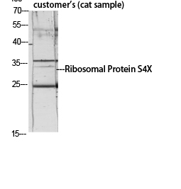 Fig.2. Western Blot analysis of customer's (cat sample) using Ribosomal Protein S4X Polyclonal Antibody diluted at 1:1000.