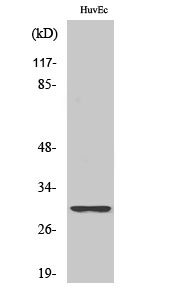 Fig.1. Western Blot analysis of various cells using Ribosomal Protein S4Y1 Polyclonal Antibody diluted at 1:1000.
