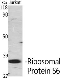 Fig.1. Western Blot analysis of various cells using Ribosomal Protein S6 Polyclonal Antibody diluted at 1:2000.