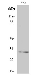 Fig.2. Western Blot analysis of hela cells using Ribosomal Protein S6 Polyclonal Antibody diluted at 1:2000.