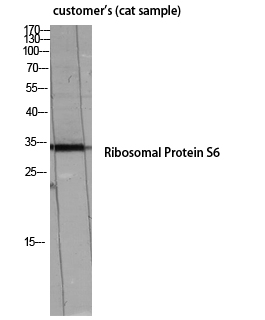 Fig.3. Western Blot analysis of customer's (cat sample) using Ribosomal Protein S6 Polyclonal Antibody diluted at 1:2000.