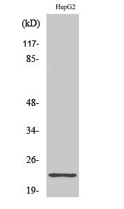 Fig. Western Blot analysis of various cells using Ribosomal Protein S9 Polyclonal Antibody diluted at 1:500.