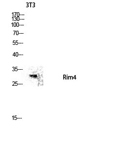 Fig.2. Western blot analysis of 3T3 lysate using Rim4 antibody. Antibody was diluted at 1:500.