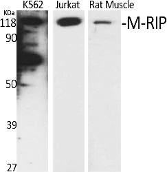 Fig.1. Western Blot analysis of various cells using M-RIP Polyclonal Antibody.