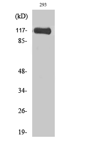 Fig.2. Western Blot analysis of 293 cells using M-RIP Polyclonal Antibody.