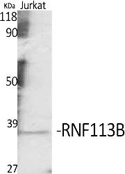 Fig.1. Western Blot analysis of various cells using RNF113B Polyclonal Antibody.