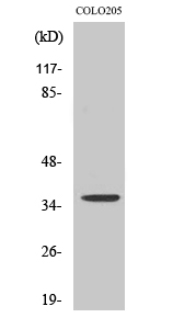 Fig.2. Western Blot analysis of 293 cells using RNF113B Polyclonal Antibody.