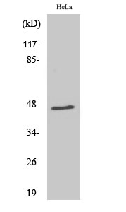 Fig. Western Blot analysis of various cells using RNF130 Polyclonal Antibody diluted at 1:1000.