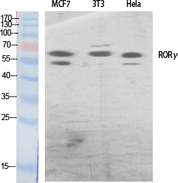 Fig. Western Blot analysis of various cells using RORγ Polyclonal Antibody diluted at 1:500.
