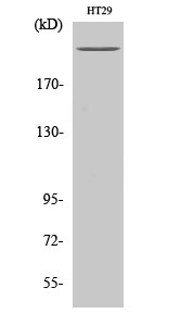 Fig. Western Blot analysis of various cells using Rpb1 Polyclonal Antibody diluted at 1:1000.