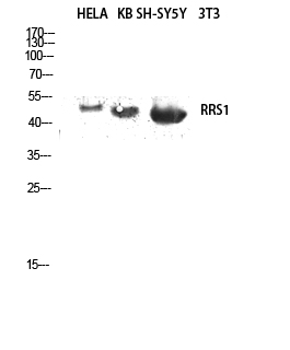 Fig.2. Western blot analysis of hela, KB, SH-SY5Y lysates using RRS1 antibody. Antibody was diluted at 1:2000.