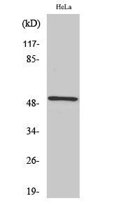 Fig. Western Blot analysis of various cells using RSAD1 Polyclonal Antibody.