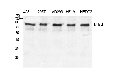 Fig. Western Blot analysis of various cells using Rsk-4 Polyclonal Antibody diluted at 1:500.