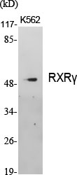 Fig.1. Western Blot analysis of various cells using RXRγ Polyclonal Antibody.