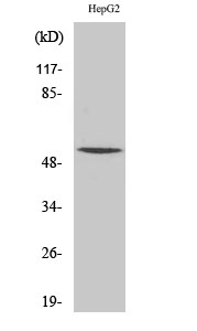 Fig.2. Western Blot analysis of HepG2 cells using RXRγ Polyclonal Antibody.