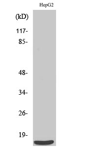 Fig. Western Blot analysis of various cells using SAP 14 Polyclonal Antibody.