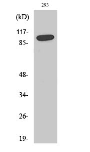 Fig. Western Blot analysis of various cells using SAPAP1 Polyclonal Antibody.