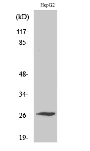 Fig. Western Blot analysis of various cells using Scn4b Polyclonal Antibody.