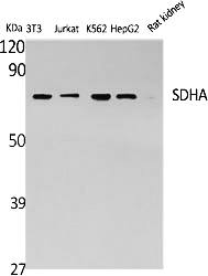 Fig.1. Western Blot analysis of various cells using SDHA Polyclonal Antibody diluted at 1:2000.