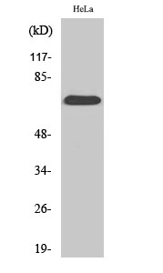 Fig.2. Western Blot analysis of HepG2 cells using SDHA Polyclonal Antibody diluted at 1:2000.