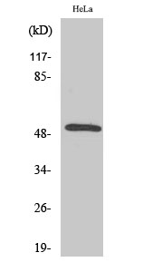 Fig. Western Blot analysis of various cells using Secretin Receptor Polyclonal Antibody diluted at 1:1000.