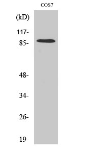 Fig. Western Blot analysis of various cells using SENP5 Polyclonal Antibody.