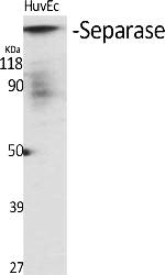 Fig.1. Western Blot analysis of various cells using Separase Polyclonal Antibody diluted at 1:1000.