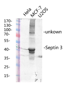 Fig.2. Western blot analysis of various lysis using Septin 3 Polyclonal Antibody diluted at 1:1000. Secondary antibody (catalog#: A21020) was diluted at 1:20000.