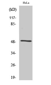 Fig. Western Blot analysis of various cells using Septin 8 Polyclonal Antibody diluted at 1:2000.
