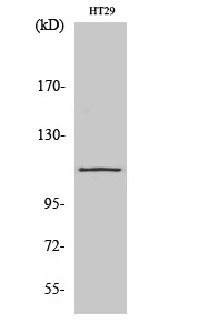 Fig. Western Blot analysis of various cells using SERCA1 Polyclonal Antibody diluted at 1:2000.